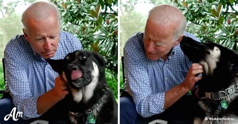 Joe Biden L Histoire Mouvante De Son Chien Major Adopt Dans Un Refuge