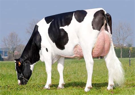 Holstein | Holstein, Cattle, Cow