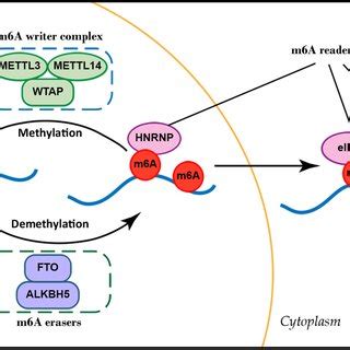 Mechanism Of M A Based Modification Of Rna M A Rna Methylation Is