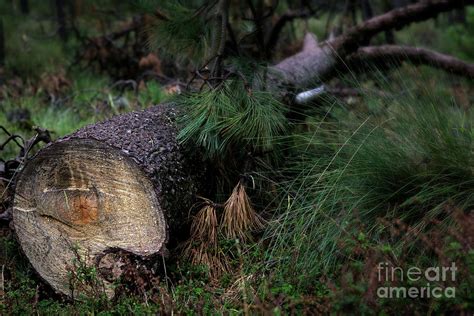 Pine Tree Log Photograph By Jerry Editor Fine Art America
