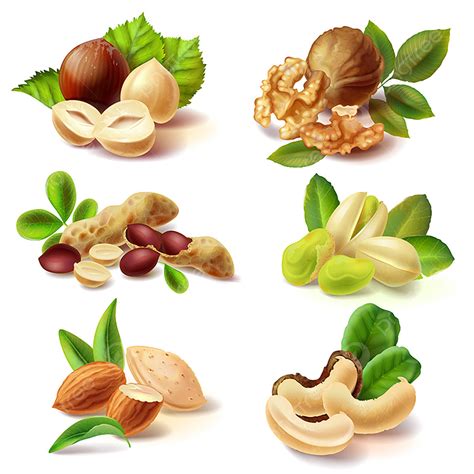 Realistic Nuts Vector Art Png Different Nuts Realistic Vector Set