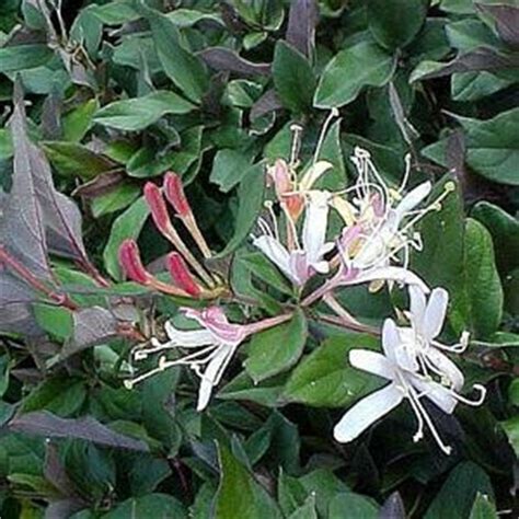 Lonicera Japonica Purpurea Ubicaciondepersonas Cdmx Gob Mx