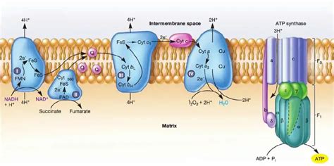 Electron Transport Chain - Diagram, Definition, Steps, Products ...