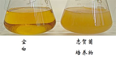 志贺氏菌检验中重要培养基的应用