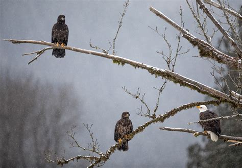 Six Tips For Photographing Bald Eagles Audubon