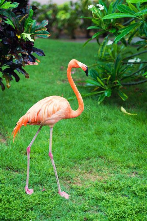 El Flamenco Del Caribe Rosado Va En El Agua El Flamenco Rosado Va En Un