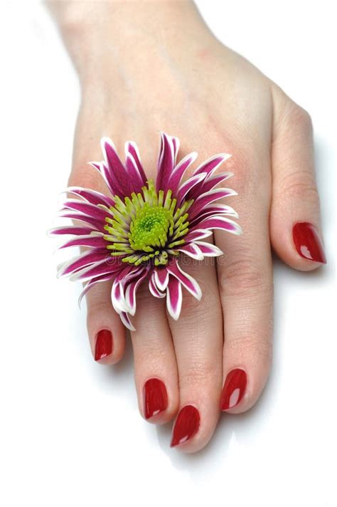 Beautiful Hand With Perfect Nail Red Manicure Stock Photo Image Of