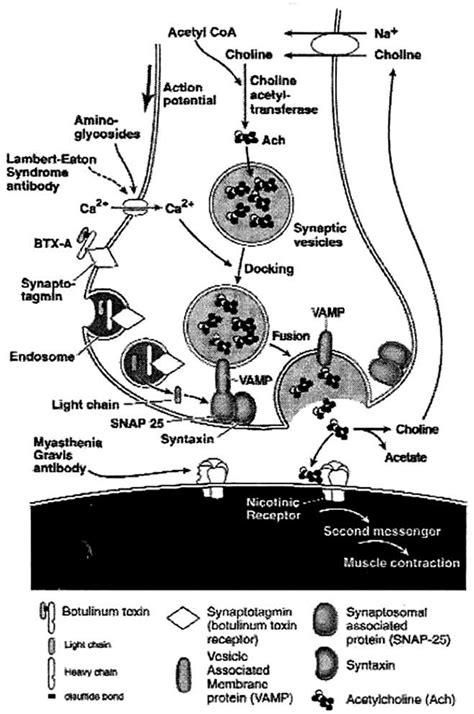 Botulinum Toxins Mechanism Of Action 15 Download Scientific Diagram