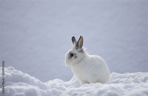 White Bunny In Snow