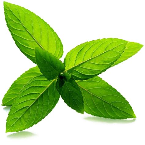 Download Fresh Mint Leaves Isolatedpng