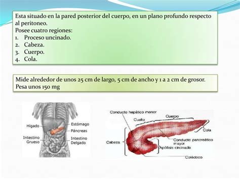 Tubo Digestivo Gl Ndulas Anexas Ppt