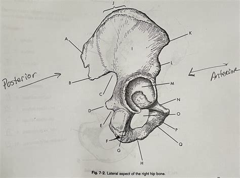 RT Anatomy Lowers Diagram Lateral Aspect Of The R Hip Bone Diagram