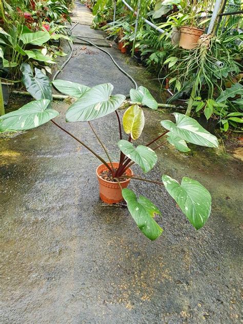 Homalomena Rubescens Stardust Furniture Home Living Gardening