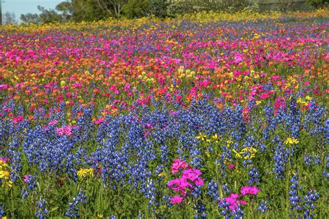 Super Bloom 3 Photograph By Michael Wayne Barnett Fine Art America