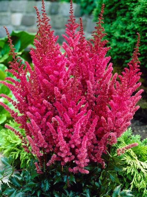 Astilbe Japonica Hybride Montgomery Frühe Pracht Spiere