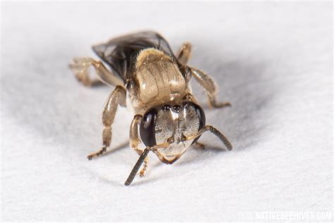 Native Stingless Bees Tetragonula Carbonaria