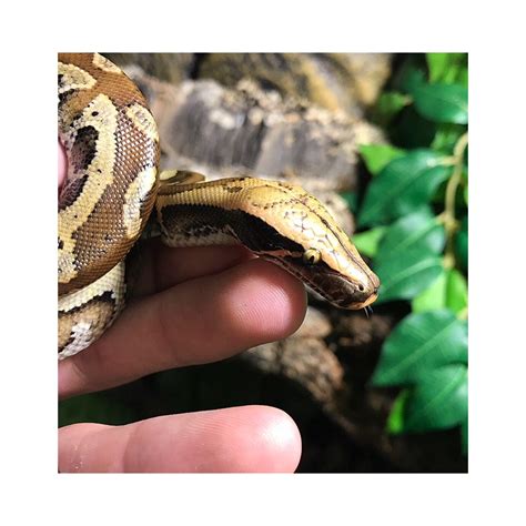 Red Blood Pythons Python Curtus Brongersmai