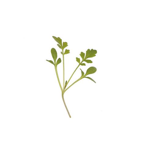 Pepper Cress Micro Naturallygrownfarms