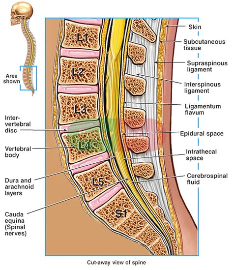 Anatomy of the Lumbosacral Spine | Doctor Stock