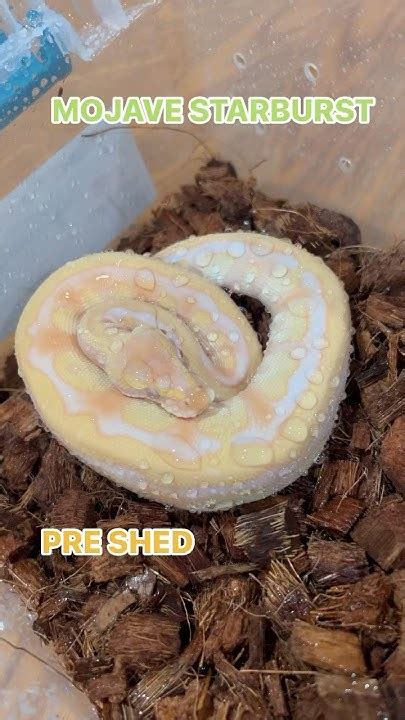 Ball Pythons Colors Before Vs After Shedding🔥 Youtube