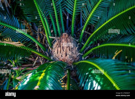 Japanese Sago Palm Cycas Revoluta Flower Stock Photo Alamy