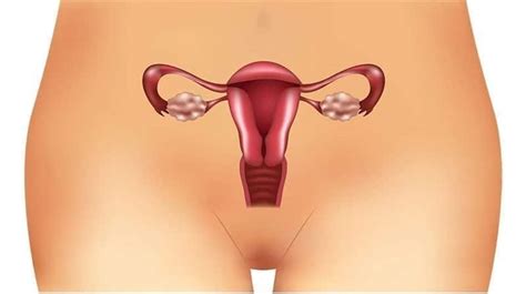 Ovarian Cysts And Their Impact On Fertility FertilityTips