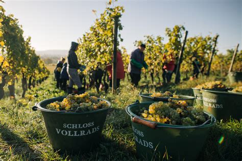 Veranstaltungen Weinproben Und Feiern Auf Schloss Vollrads