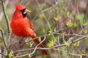 All About a Cardinal Nest and Nesting Habits - Birds and Blooms