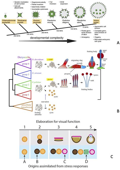 Examples of biological features explained by an evolutionary ...