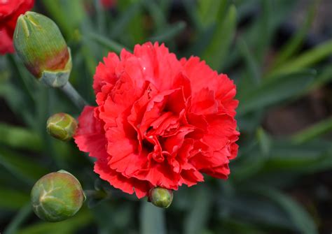 A Dark Red Carnation Means Deep Love And Affection Red Carnation Deep