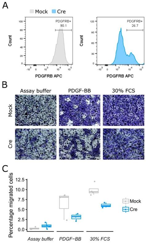 CD140b PDGFRB Antibody APC 17 1402 82