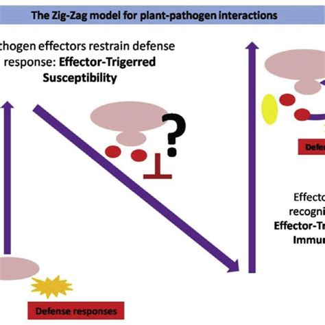 1 Illustration Of Plant System Acquired Resistance By Infection Of A Download Scientific