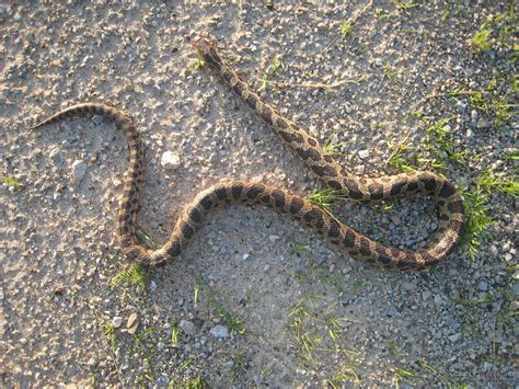 Western Fox Snake (Pantherophis vulpinus) - Psychotic Nature