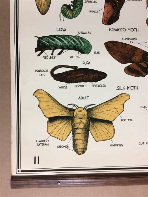 Diagram Phylum Arthropoda Diagram Wiringschemacom
