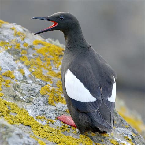 Wildlife Scottish Seabird Centre