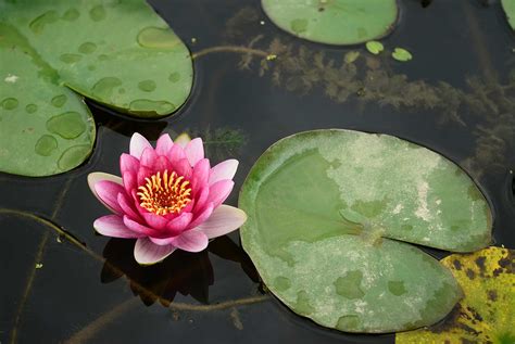 Todo Lo Que Debes Saber Sobre La Flor De Loto Propiedades Usos Y Más