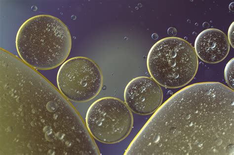 What Is The Function Of Lipids? - Science Trends