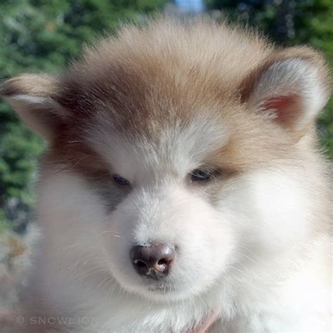 Snowlion Alaskan Malamutes Akc Reg California Working And Show Kennel