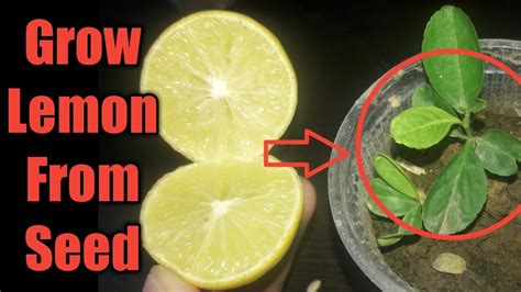 How To Grow Lemon Tree From Seed YouTube