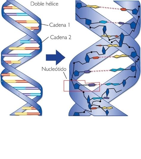 Sintético 94 Foto que es un nucleotido de adn El último Dino English