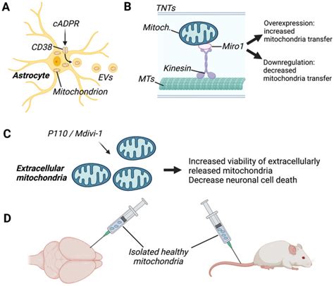 Mitochondria Transfer In Brain Injury And Disease Abstract Europe Pmc