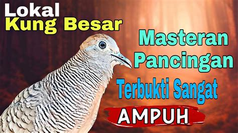 Perkutut Lokal Gacor Suara Besar Sangat Ampuh Untuk Pancingan Kutut