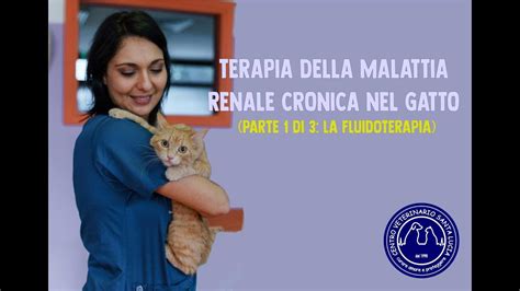 Omogeneizzato Per Gatti Con Insufficienza Renale La Soluzione