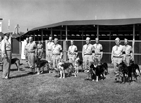 What Breeds Of Dogs Were Used In Ww2