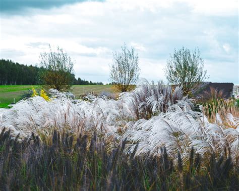 Miscanthus Sinensis Silver Charm Bare Roots — Buy White Elephant