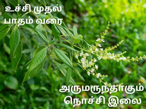 Amazing Medicinal Properties Of Nochi Leaves உச்சி முதல் பாதம் வரை