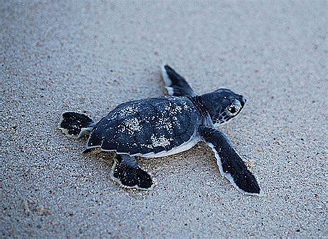 cute-sea-turtle-baby | Baby Animal Zoo