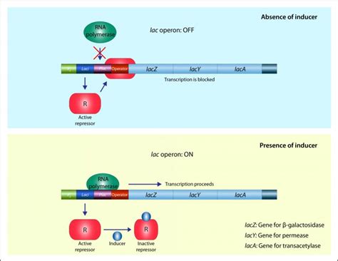 Gene Action - Operon Hypothesis - Biology Online Tutorial