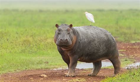 Ngorongoro Guide Map Faq And More