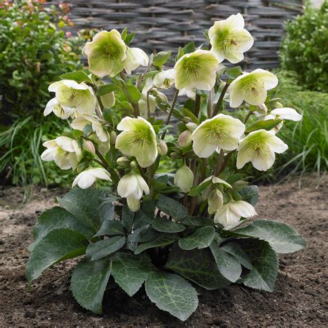 Helleborus Mollys White 1G The Growing Scene